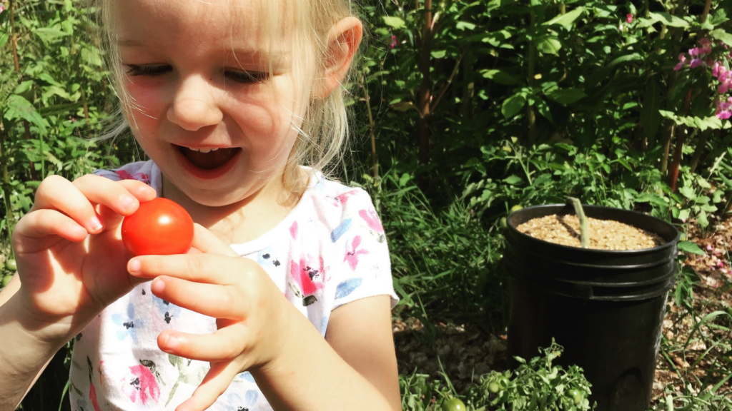 Why We Plant Tomato Seeds on Valentine's Day | Raising A to Z